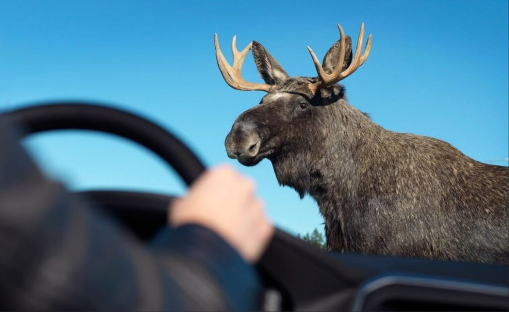 Лось дорога