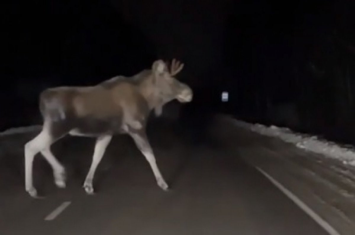 лось дорога ночь