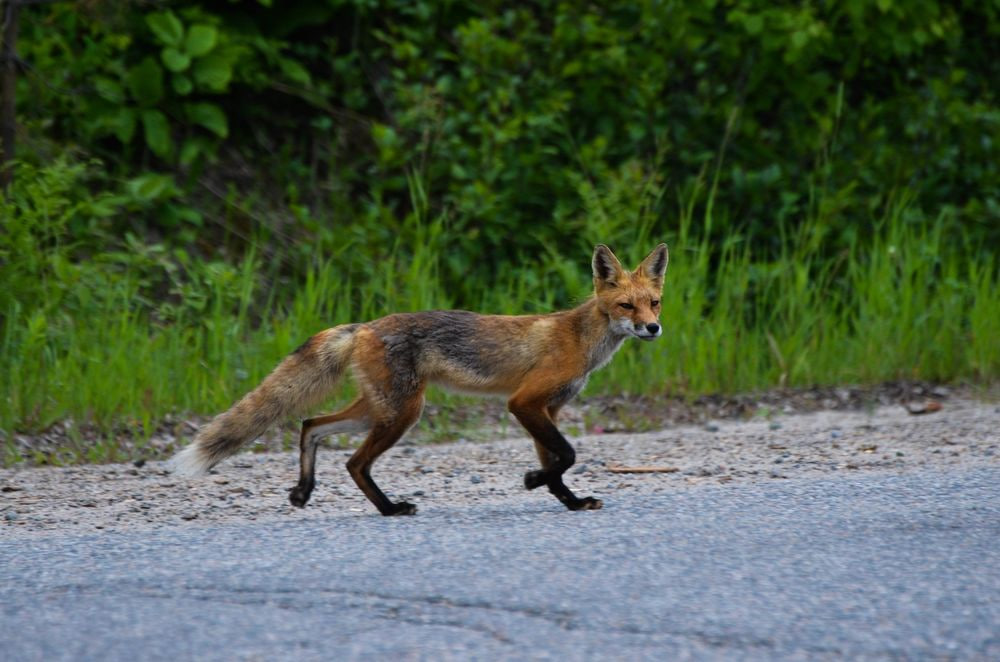 лиса дорога