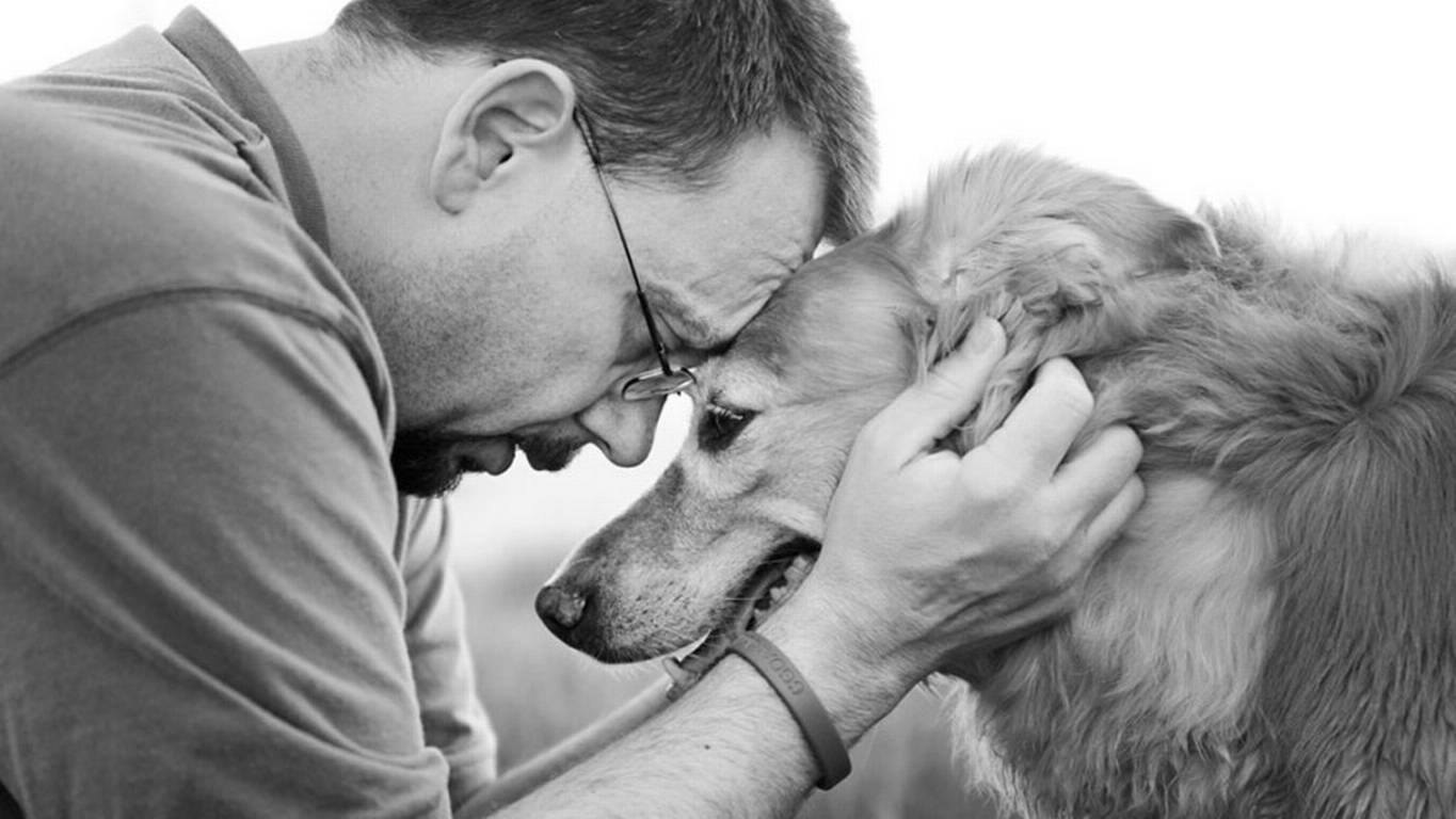 Связь собаки и человека