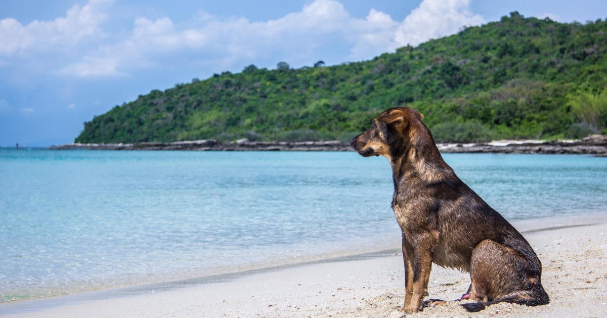 Собака дворняжка