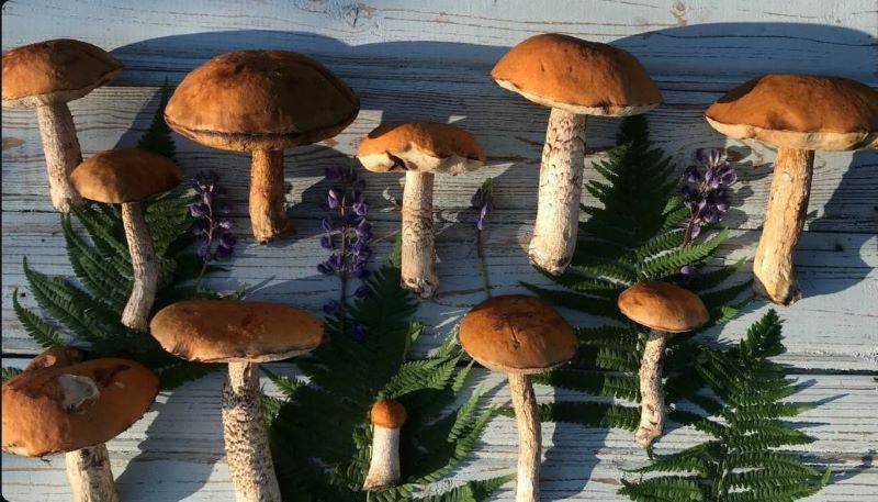 грибы боровики