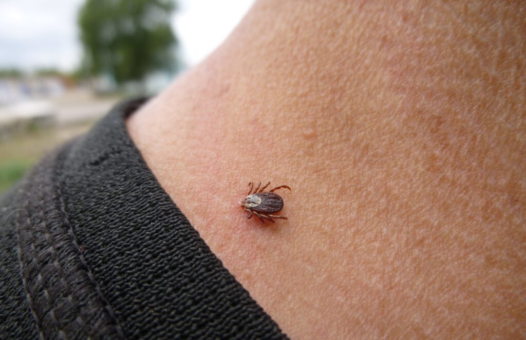 клещ на шее