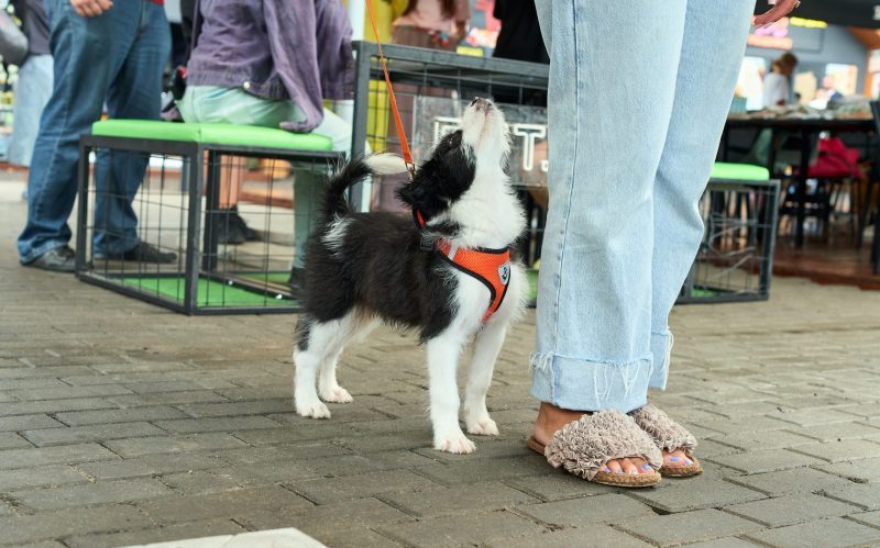 Собака с хозяином