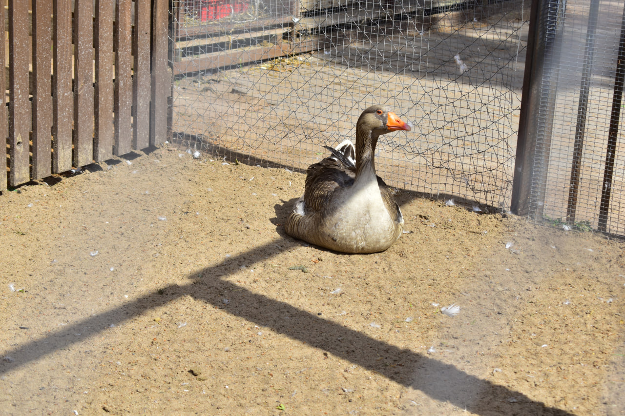 Курортные местечки Финского залива (14)