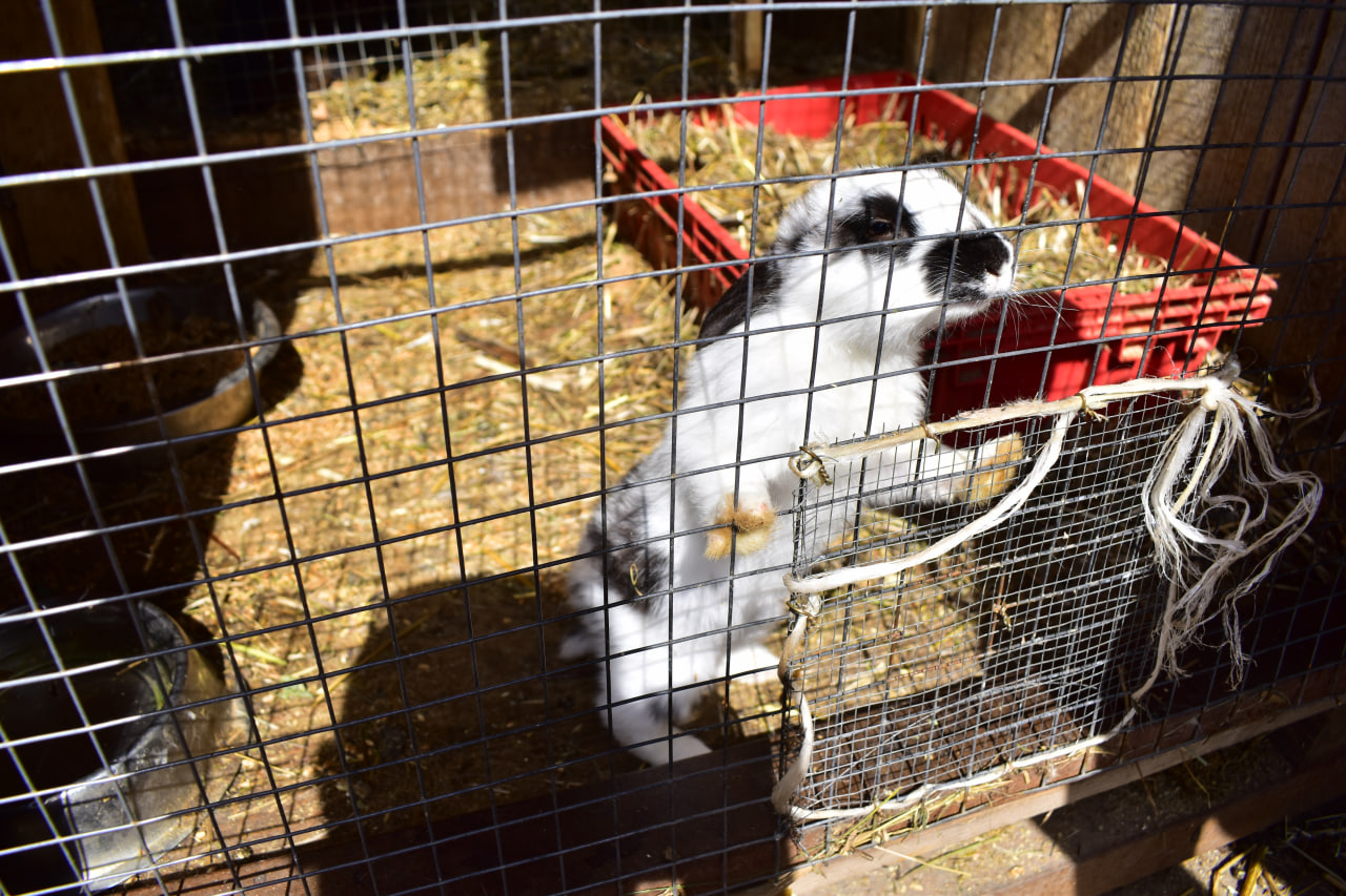 зоопарк Комарово