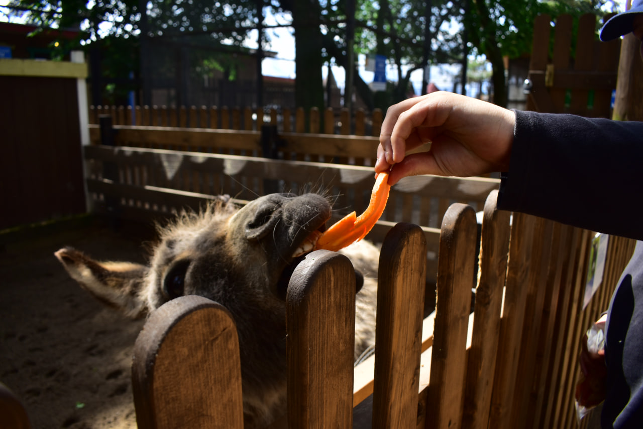 зоопарк Комарово