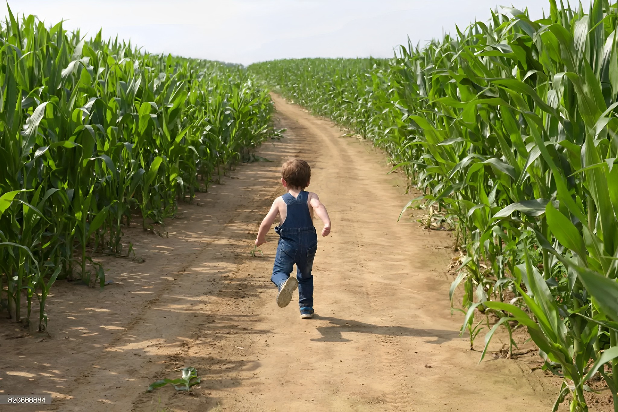 «Кукуполис»