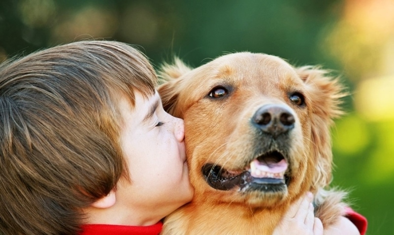 «Добро в лапах»