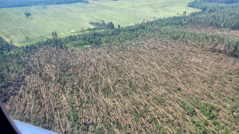 Поваленный лес