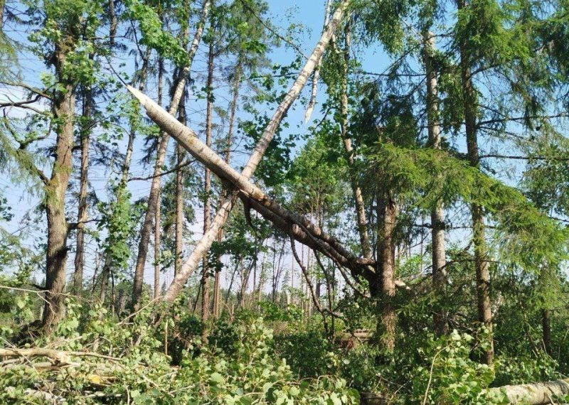 Сломанные деревья 