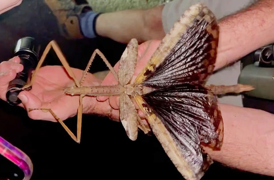 палочник гигант насекомое