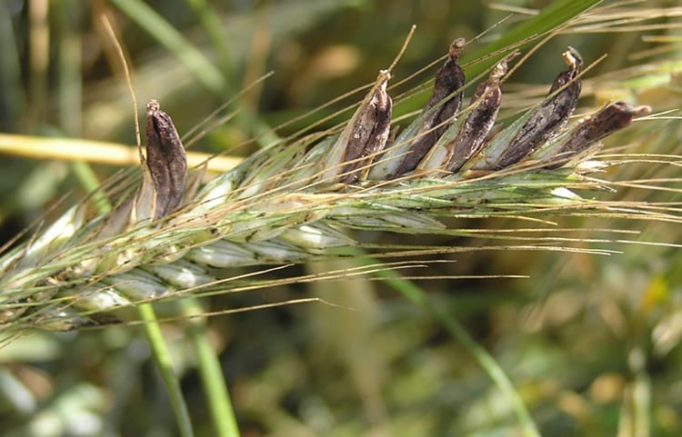 Топ-5 массовых психозов в истории