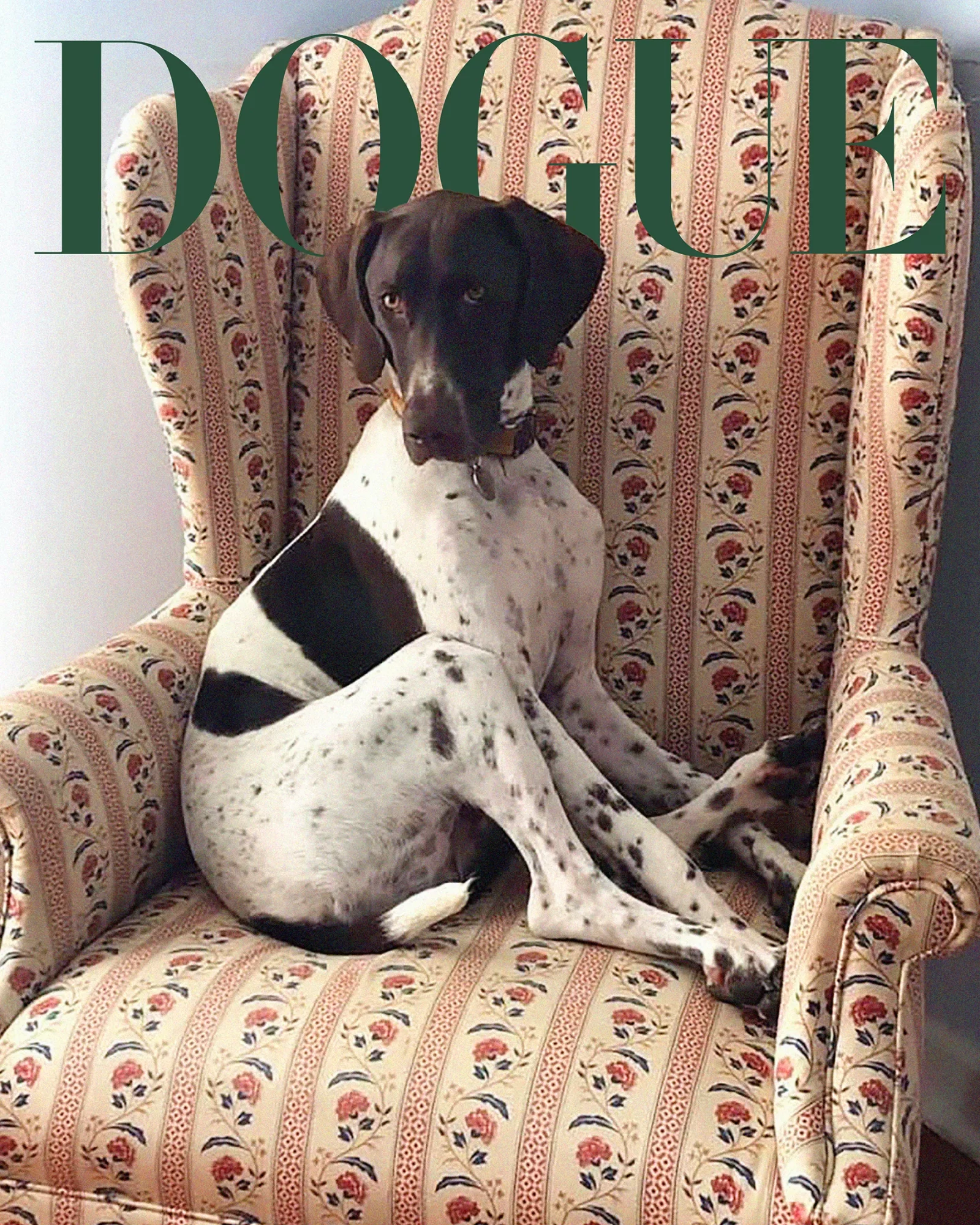 Собака Танго