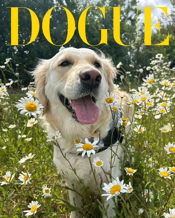 Собака Лолу