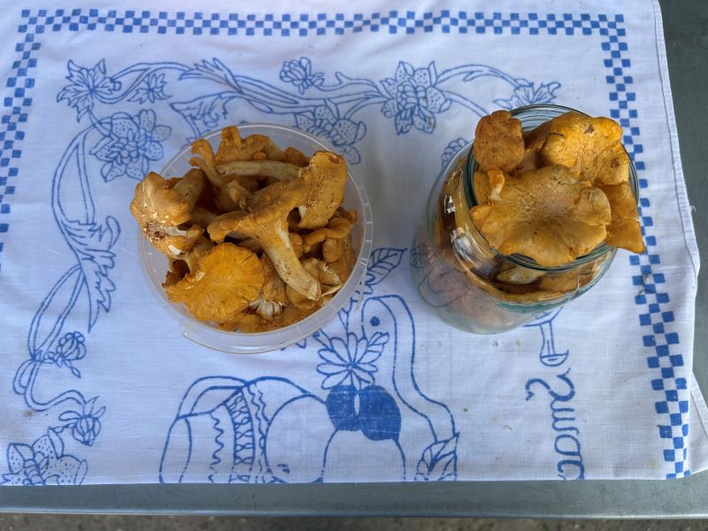 грибы на рынке 