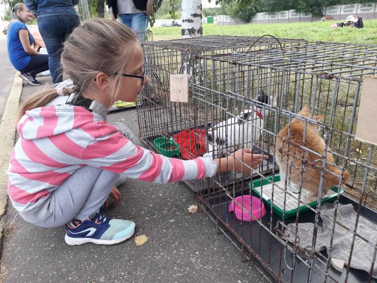 приют Добрик