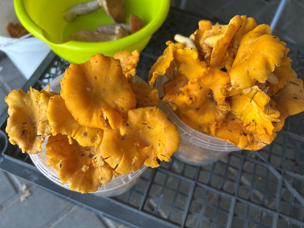 лисички в Гродно 