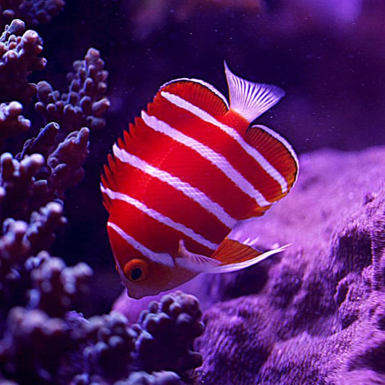 мятный ангел