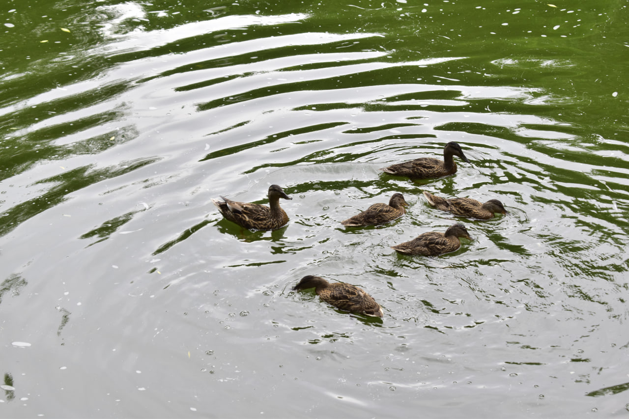 Антоновский парк