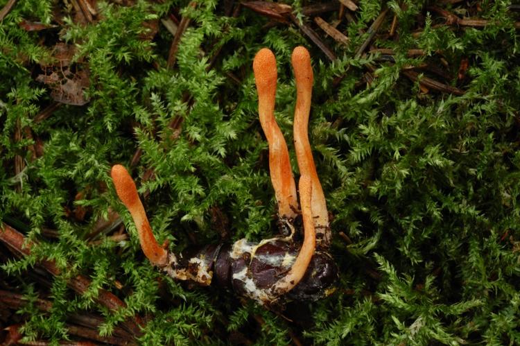 кордицепс военный (Cordyceps militaris)