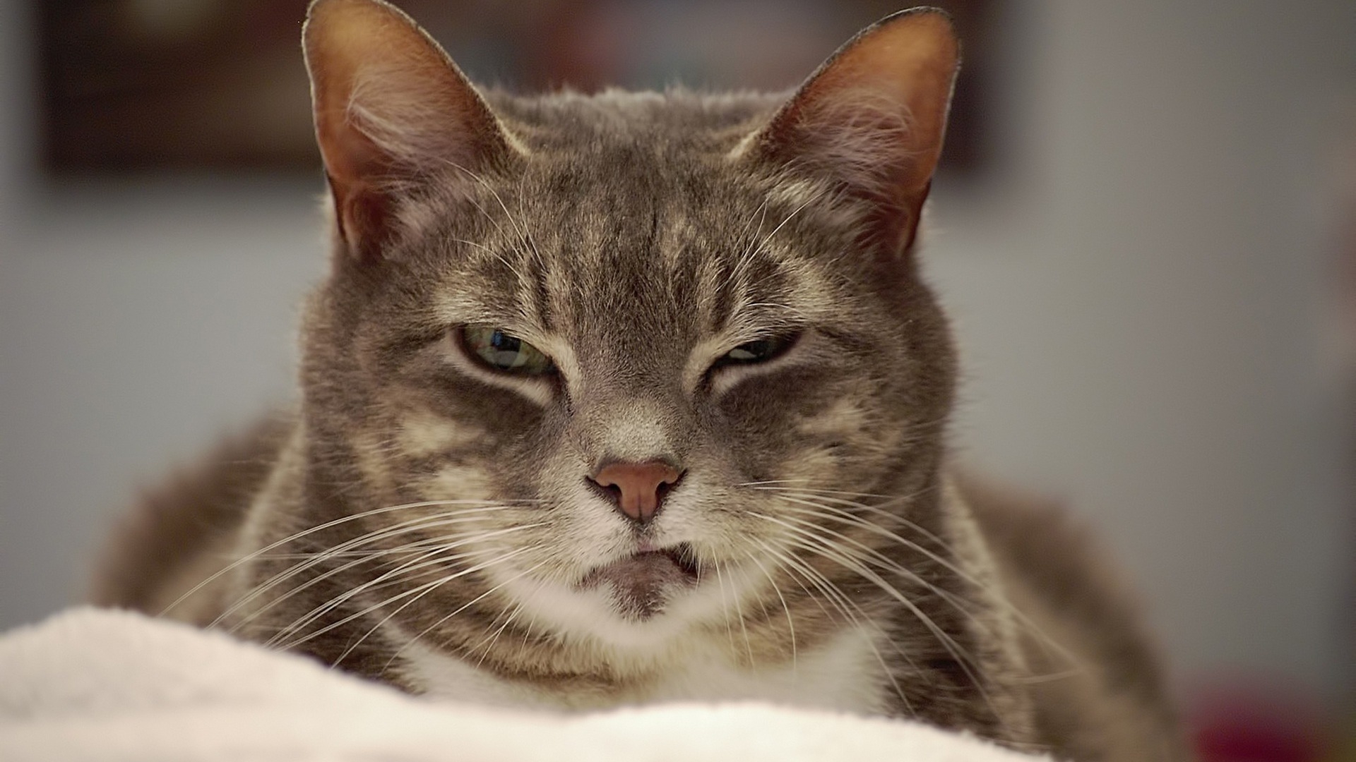 дерзкая кошка