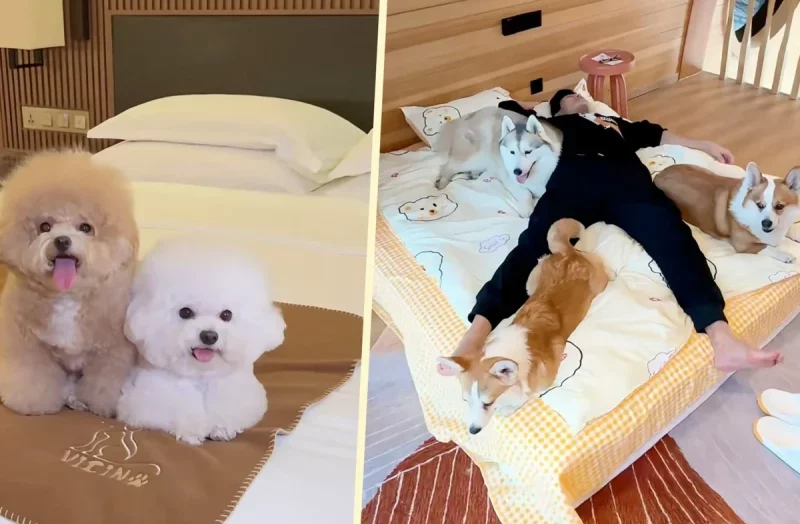 Отель с арендой собак