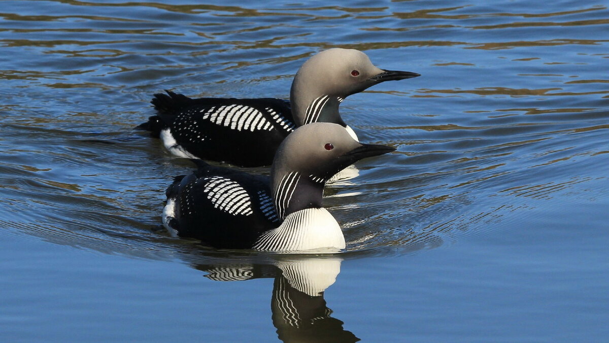 Чернозобая гагара