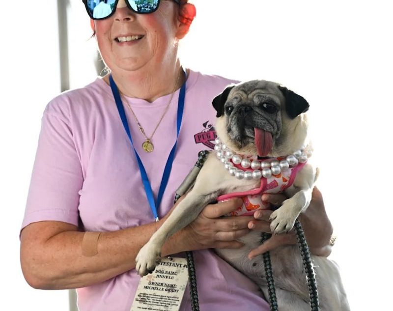 Мопс Джинни Лу с криво свисающим языком