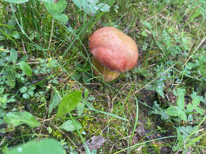 гриб вырос в городе 