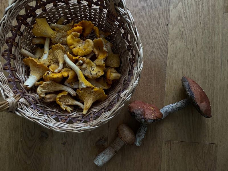 Где купить или собрать грибы в Гродненской области