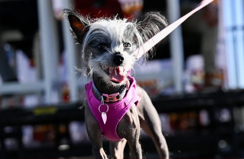 Китайская хохлатая собака Поппи 