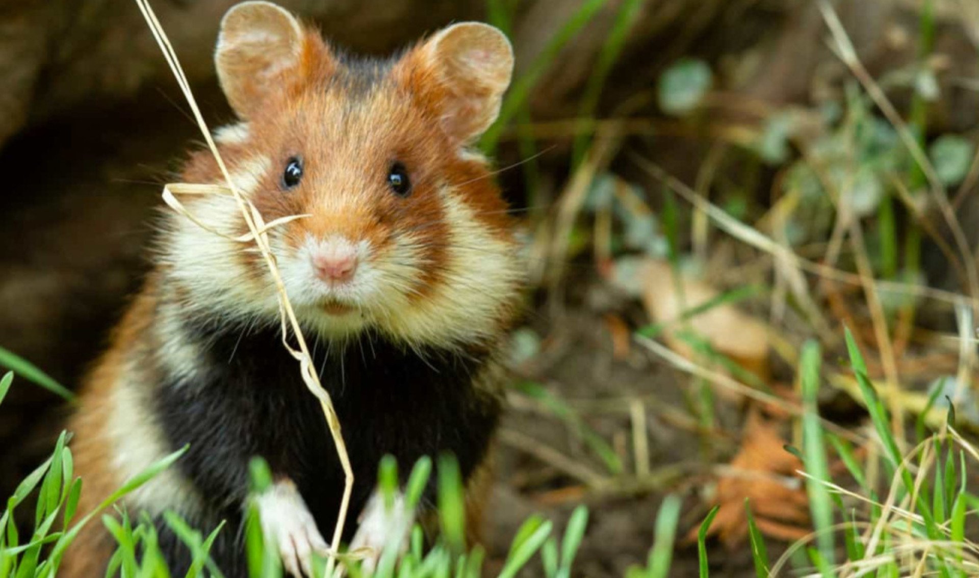 Хомяк обыкновенный