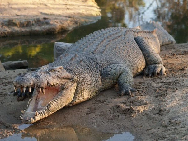 Гребнистый крокодил (Crocodylus porosus)