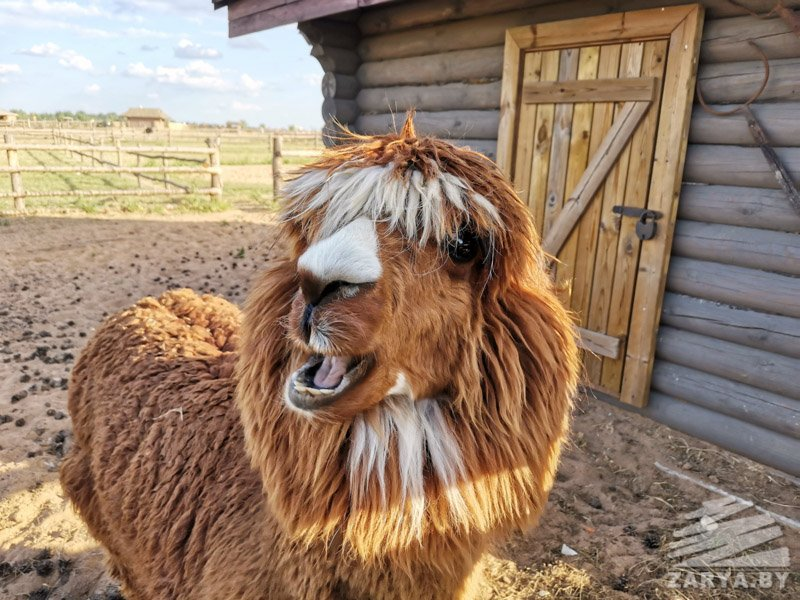 ТОП-5 зоопарков Беларуси: куда отправиться с детьми за яркими впечатлениями