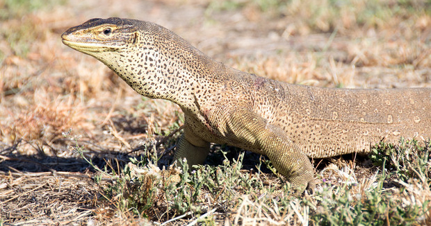 Варан Гульда (Varanus gouldii)