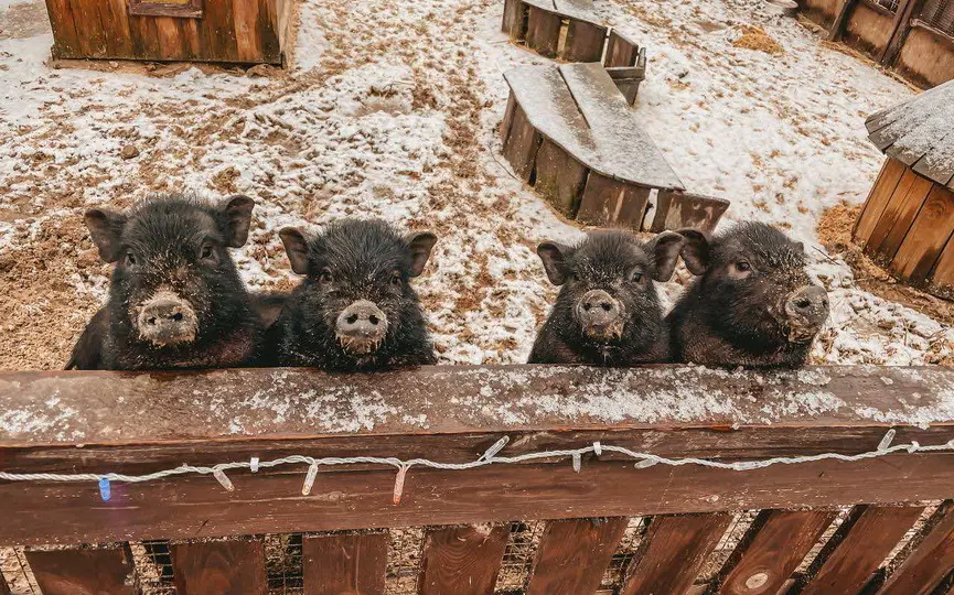 ТОП-5 зоопарков Беларуси: куда отправиться с детьми за яркими впечатлениями
