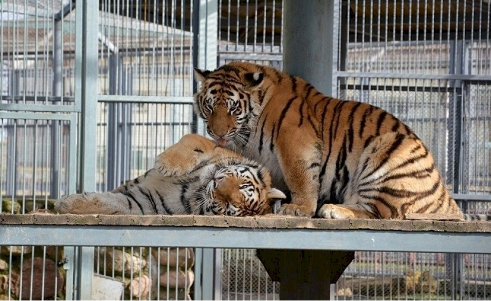 ТОП-5 зоопарков Беларуси: куда отправиться с детьми за яркими впечатлениями