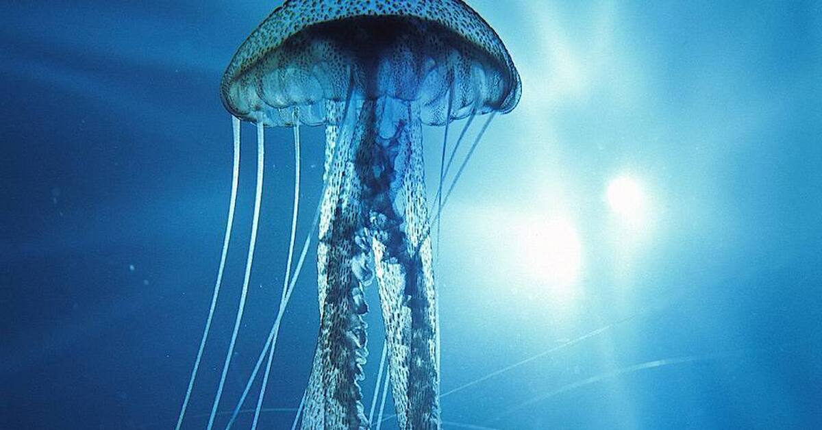 Кубомедуза (Chironex fleckeri)