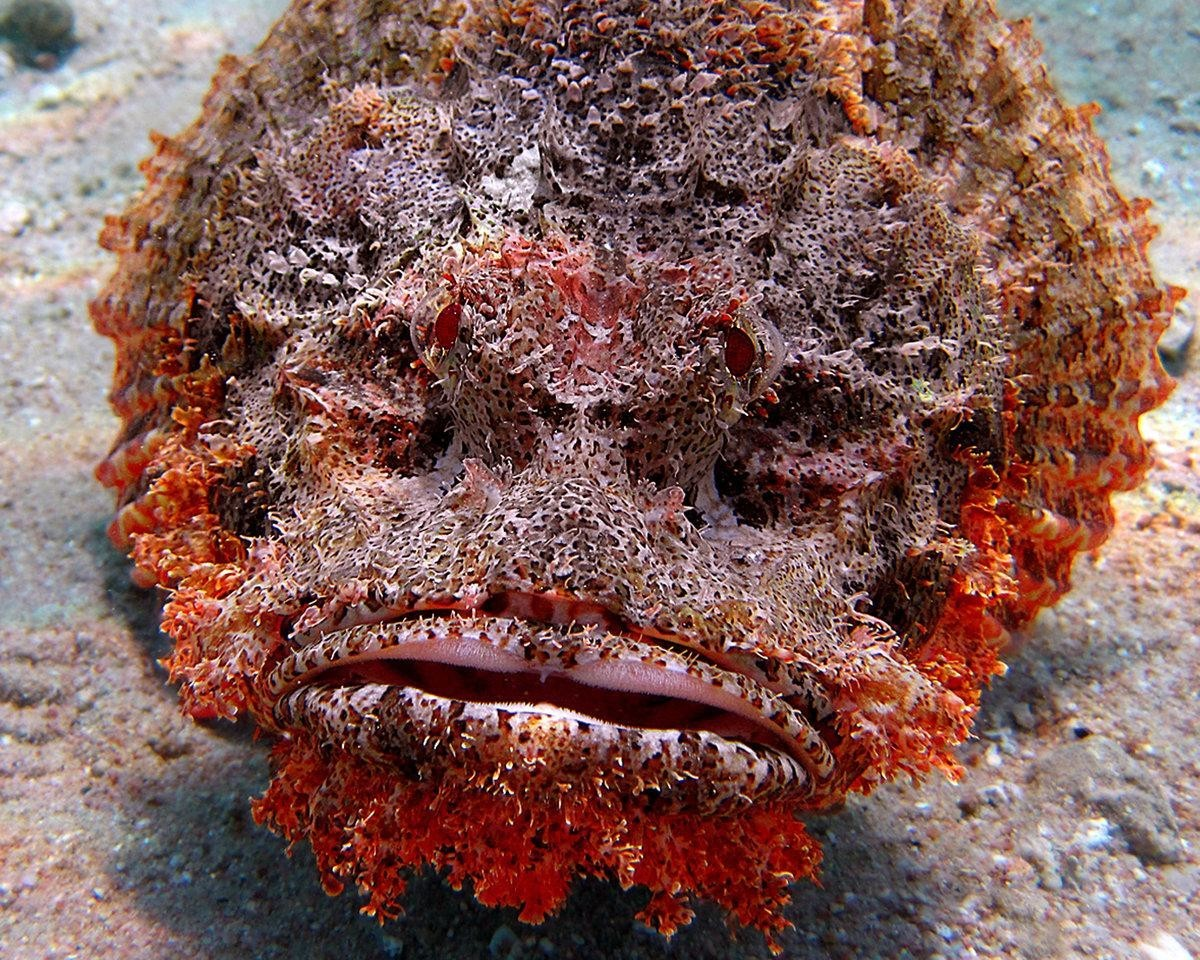 Каменная рыба (Synanceia verrucosa)