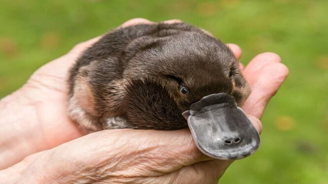 Утконос (Ornithorhynchus anatinus)