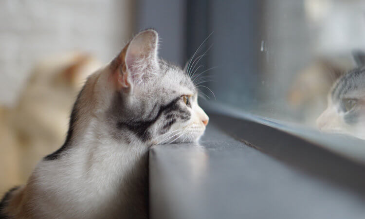 кот скучает