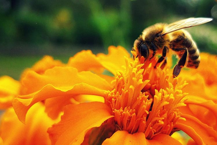 Медовый Спас 2025 в Беларуси