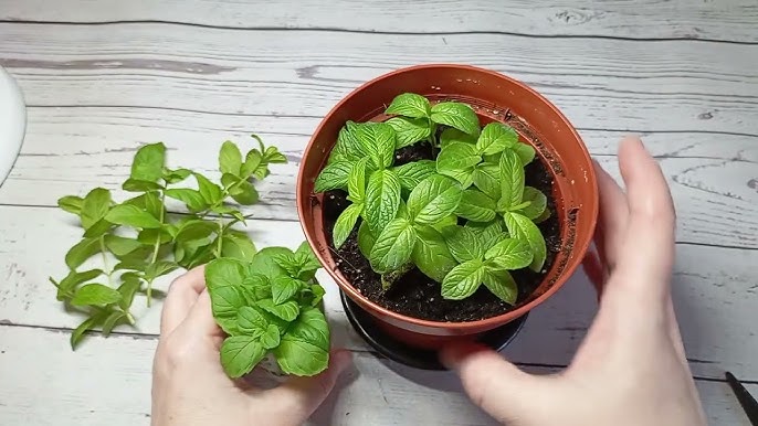 Перечная мята