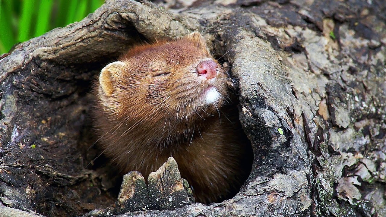 Норка обыкновенная