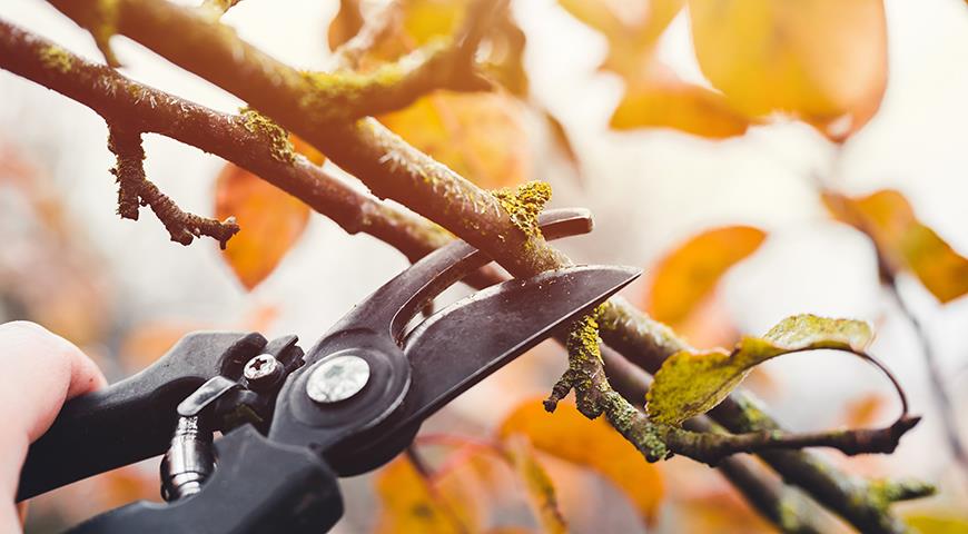 Обрезка деревьев