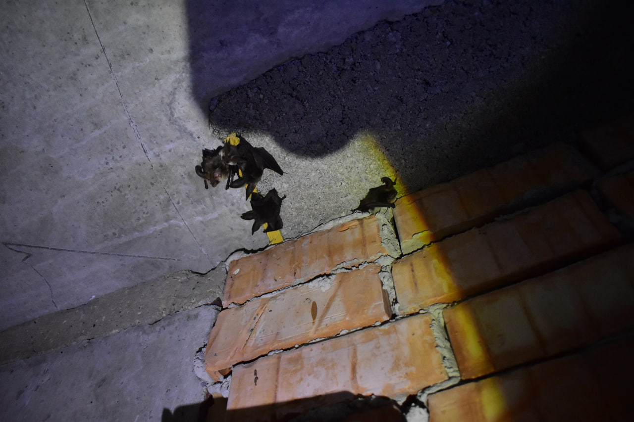 поход туристы туризм летучие мыши