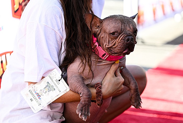 Бульдог Петунья