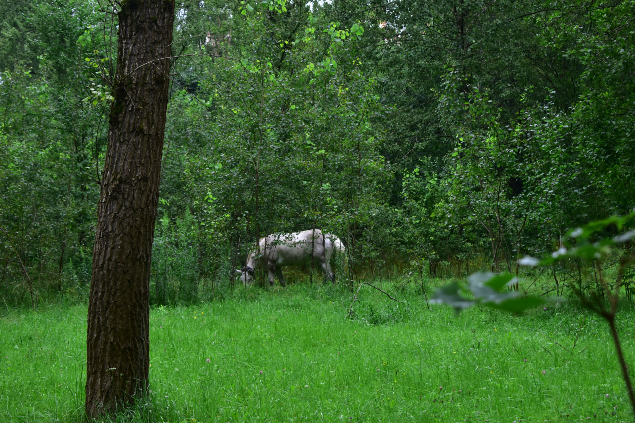 Севастопольский парк