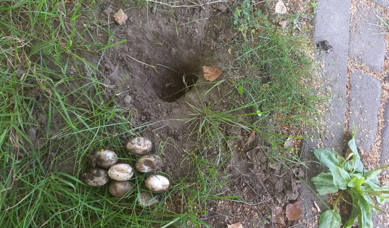 кладка черепахи яйца